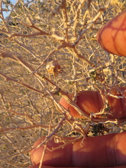 Procecidochares kristineae