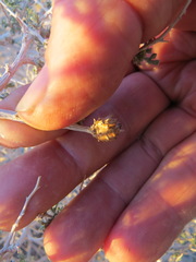 Procecidochares kristineae