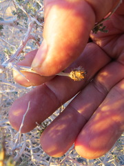 Procecidochares kristineae