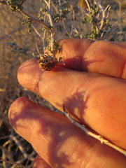 Procecidochares kristineae