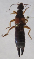 Carcinophora americana