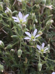 Sabulina nuttallii fragilis