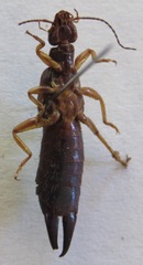 Carcinophora americana