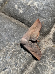 Monoctenia smerintharia