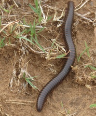 Orthoporus