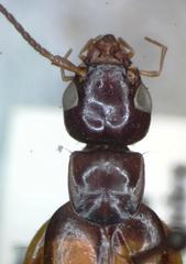 Carcinophora americana