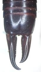 Carcinophora americana