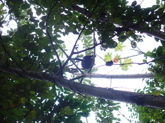 Alouatta