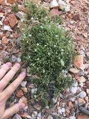 Sabulina nuttallii fragilis