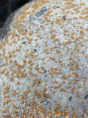 Protoblastenia rupestris