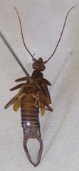 Spongiphora croceipennis