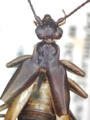 Spongiphora croceipennis