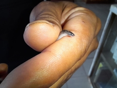 Tantilla vermiformis