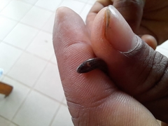 Tantilla vermiformis