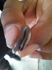 Tantilla vermiformis