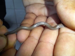 Tantilla vermiformis