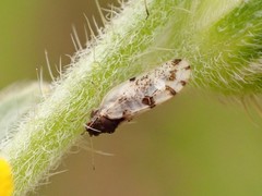 Craspedolepta pulchella