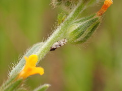 Craspedolepta pulchella
