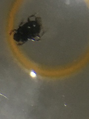 Coleoptera