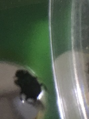 Coleoptera