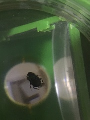 Coleoptera
