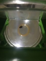 Coleoptera