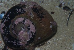 Turbo sarmaticus