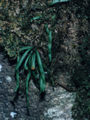 Oreogrammitis multifolia