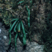 Oreogrammitis multifolia - Photo (c) Barbara Parris, algunos derechos reservados (CC BY-NC), subido por Barbara Parris