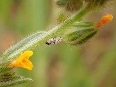 Craspedolepta pulchella