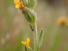 Craspedolepta pulchella