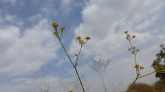 Peucedanum junceum