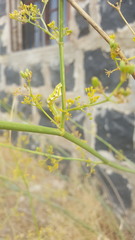 Peucedanum junceum