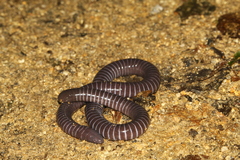 Siphonops