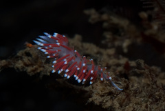 Paraflabellina funeka