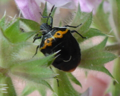 Cosmopepla conspicillaris