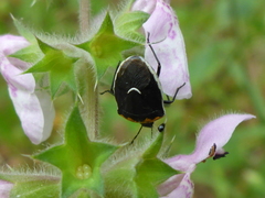 Cosmopepla conspicillaris