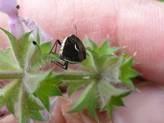 Cosmopepla conspicillaris