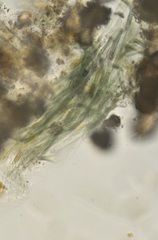 Schizothrix