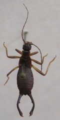 Cosmiella