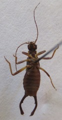 Cosmiella