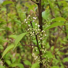 Ilex asprella