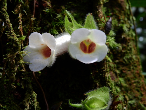 Paradrymonia campostyla