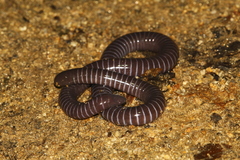 Siphonops