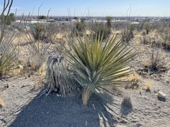 Yucca faxoniana