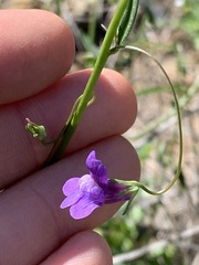 Neogaerrhinum strictum