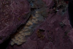 Lugubrilaria lugubris