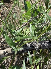 Neogaerrhinum strictum