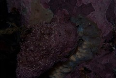 Lugubrilaria lugubris