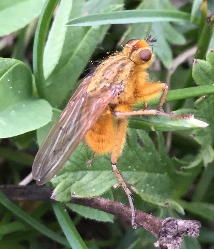 iNaturalist observation photo of Golden Dung Fly